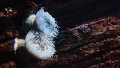 two heteractis magnifica anemones cling to a vertical reef wall, their frilled tentacles extending softly into the dark ocean current