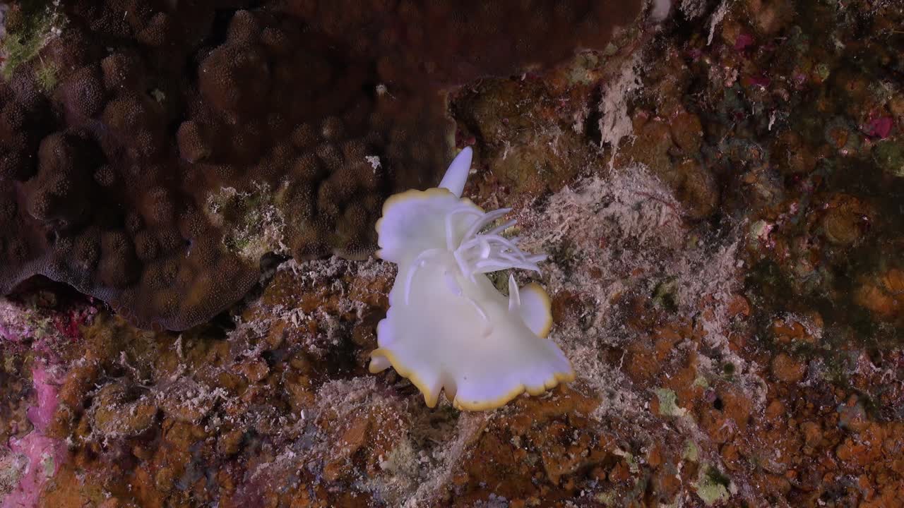 산호초 위로 활공하는 egretta nudibranch 정면 보기