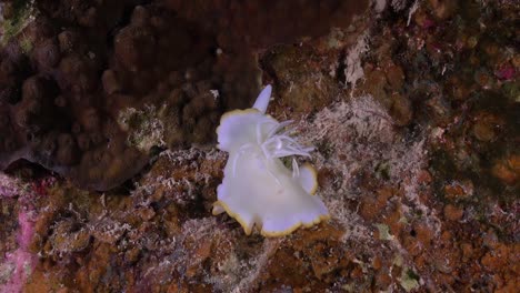 Vista-Frontal-Del-Nudibranquio-Egretta-Deslizándose-Sobre-El-Arrecife-De-Coral