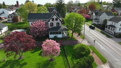 beautiful pink blooming trees in spring in american small town setting