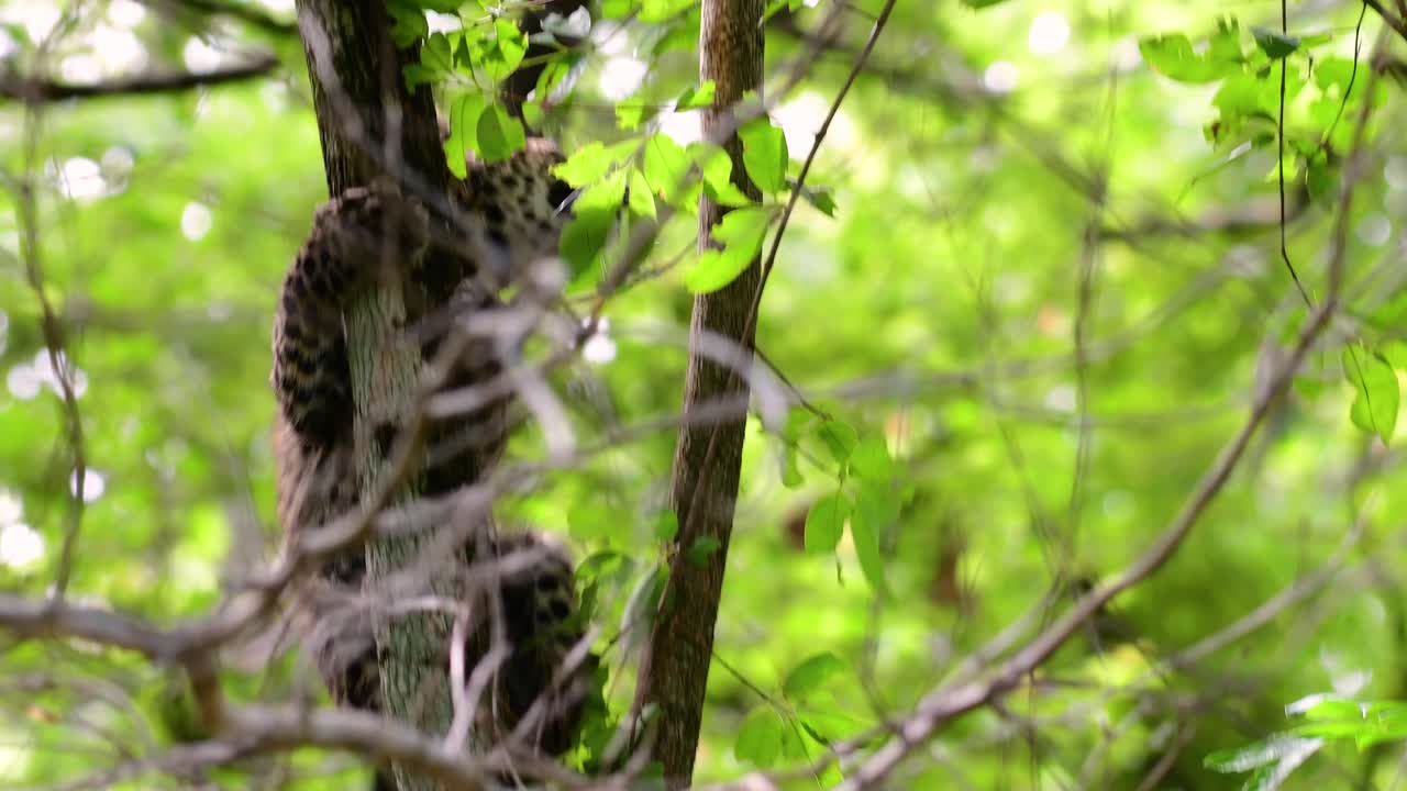 인도차이나 표범은 취약한 종이며 태국의 큰 고양이 중 하나입니다.