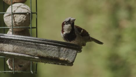 Eine-Weite-Aufnahme-Eines-Haussperlings,-Der-Von-Einem-Futtertrog-Ernährt-Wird-Und-Dann-Davonhüpft,-Um-Wegzufliegen