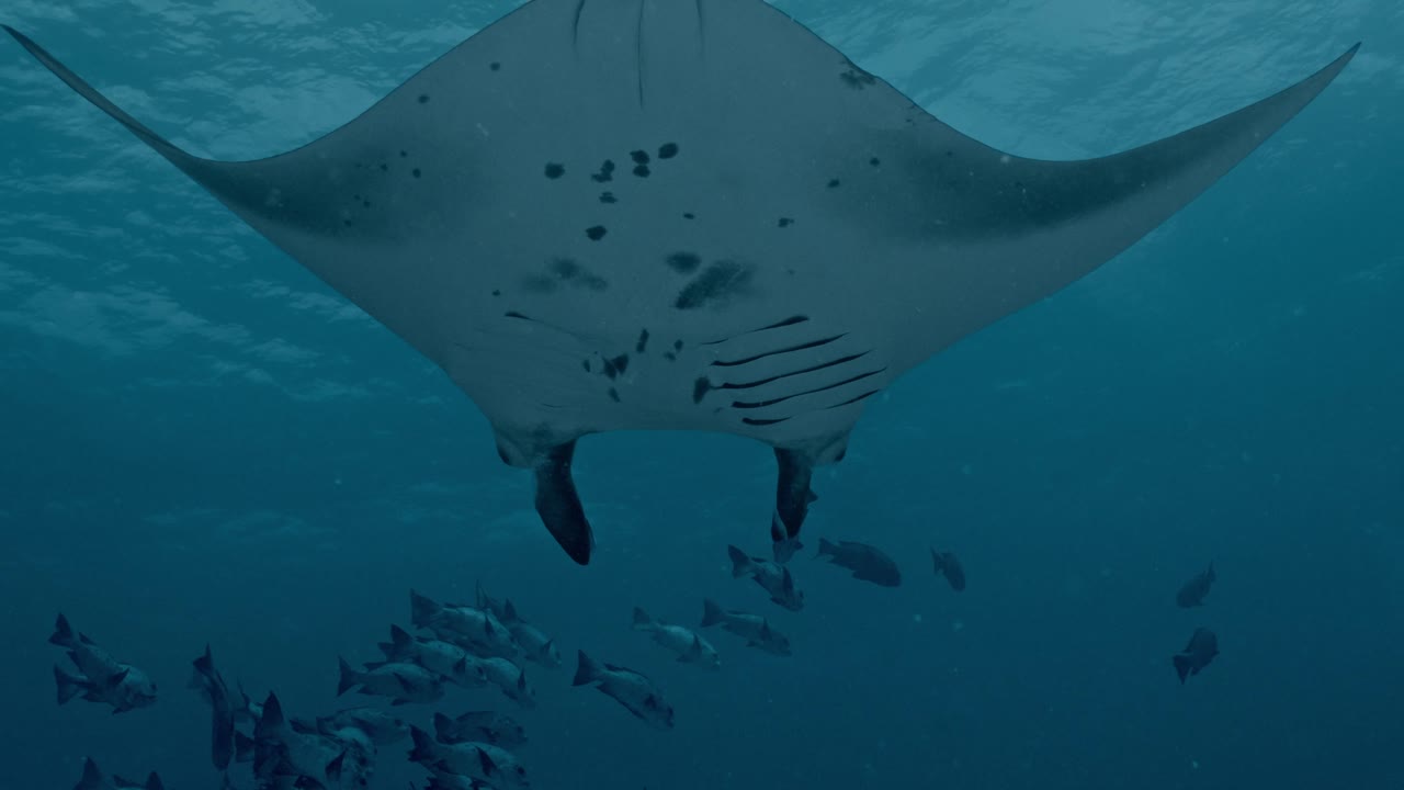 Experience the awe-inspiring sight of giant manta rays gliding gracefully over a bustling cleaning station in Rasdhoo Atoll, Maldives.