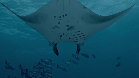 experience the awe-inspiring sight of giant manta rays gliding gracefully over a bustling cleaning station in rasdhoo atoll, maldives.