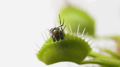 Venus Flytrap plant with trapped house fly