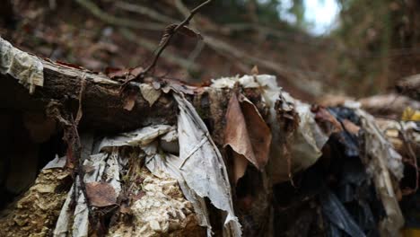 Altmüll-Und-Plastik-Verschmutzen-Die-Umwelt,-Nahaufnahme