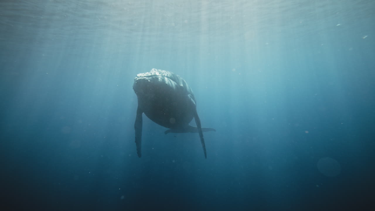 Humpback whale slowly approaches with fins down and head raises up to surface