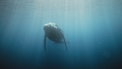 Humpback-whale-slowly-approaches-with-fins-down-and-head-raises-up-to-surface