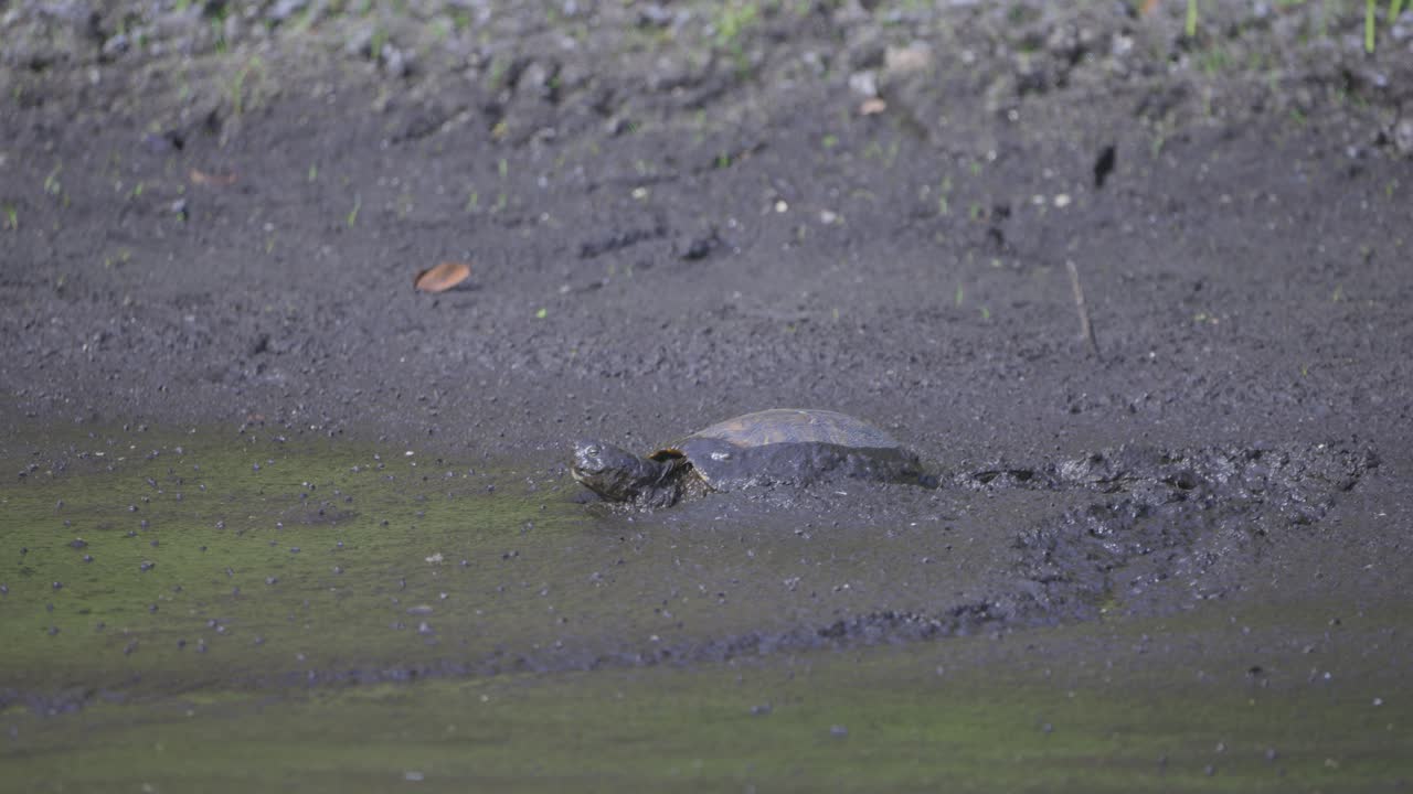 Red Eared Slider Turtle trudging through deep mud in wetland