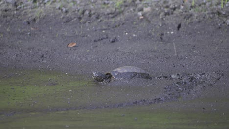 red eared slider turtle trudging through deep mud in wetland