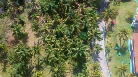 palm trees during sunny day in the tropical island resort of san andres, colombia