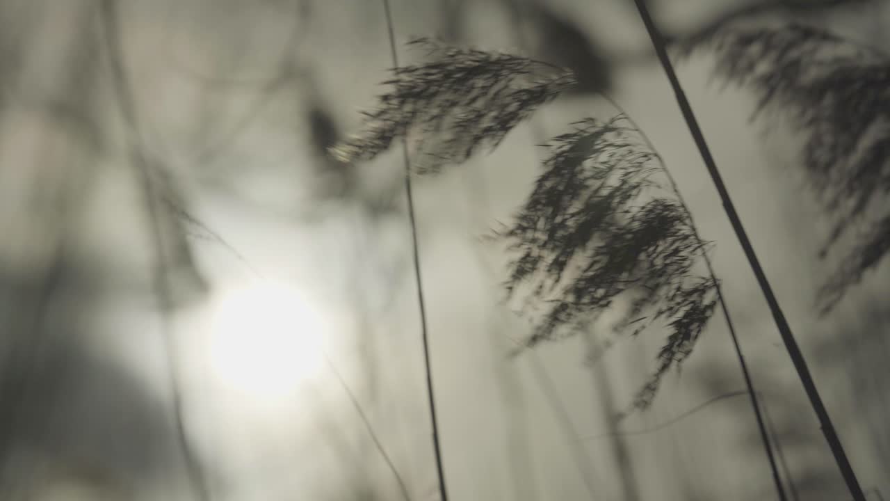 갈대가 바람에 움직인다