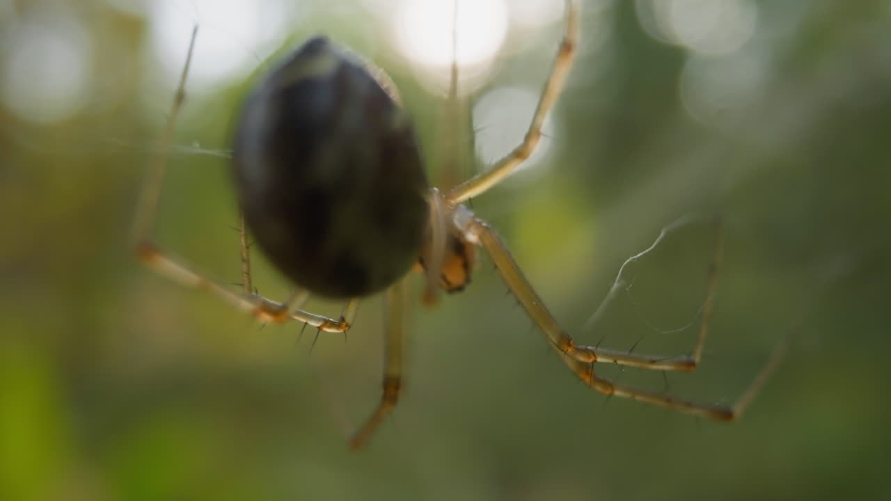 pequeña araña con patas transparentes rocas al revés en la red