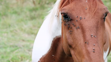 close-up of pinto brown and white horse with flies on face in pasture