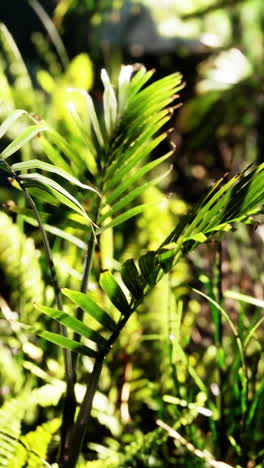 primer plano de las exuberantes plantas tropicales verdes