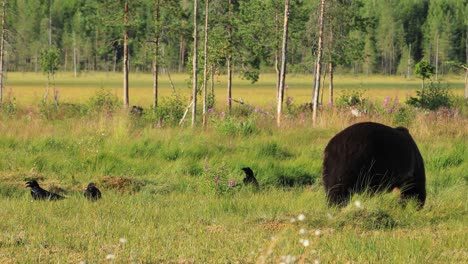 brown bear (ursus arctos) in wild nature is a bear that is found across much of northern eurasia and north america. in north america, the populations of brown bears are often called grizzly bears.