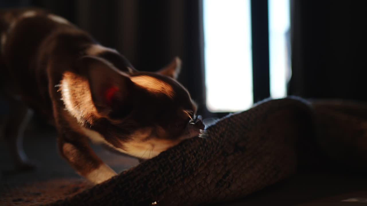 Energetic chihuahua playfully biting rolled carpet in bright living room, natural sunlight casting warm shadows across cozy home interior from nearby window