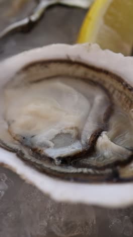 fresh oyster on ice