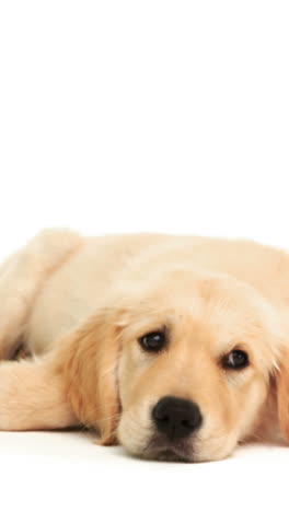un lindo cachorro acostado