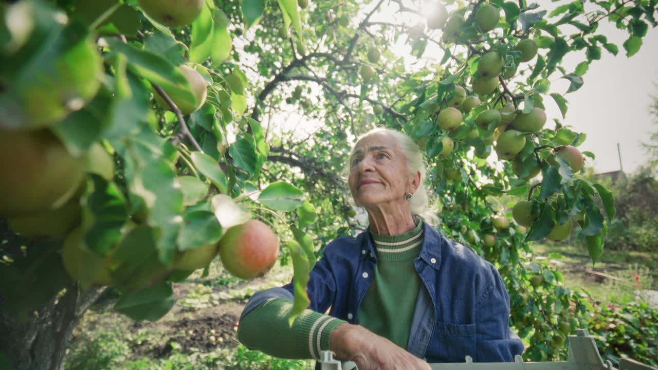 Senior Woman Picking Apples from Tree in Orchard on Sunny Day