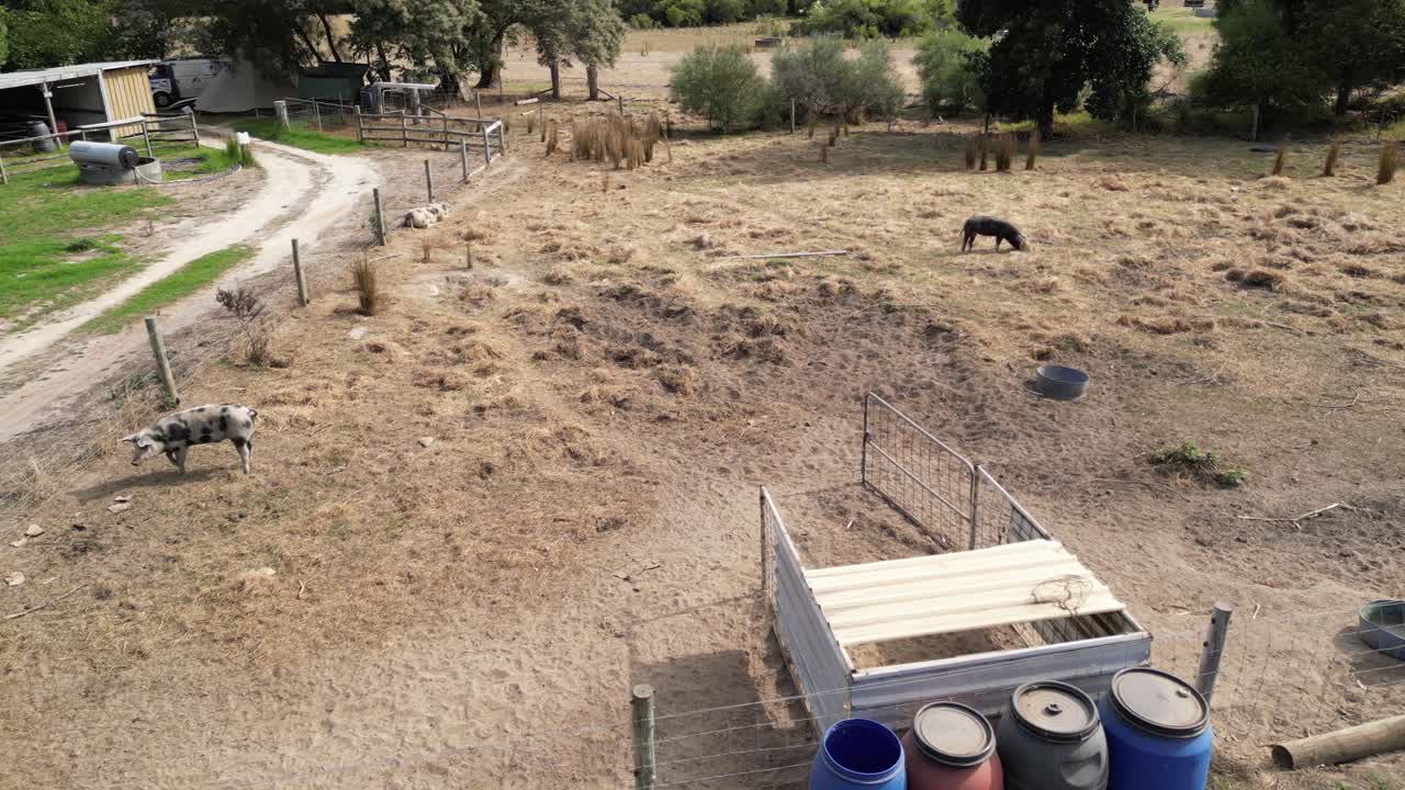 disparo de órbita de cerdos salvajes pastando dentro de la valla en el campo