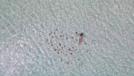 Mujer-Sexy-Nadar-Con-Estrellas-De-Mar-En-Mar-De-Cristal-Claro,-Vista-Aérea-Superior-Los-Roques