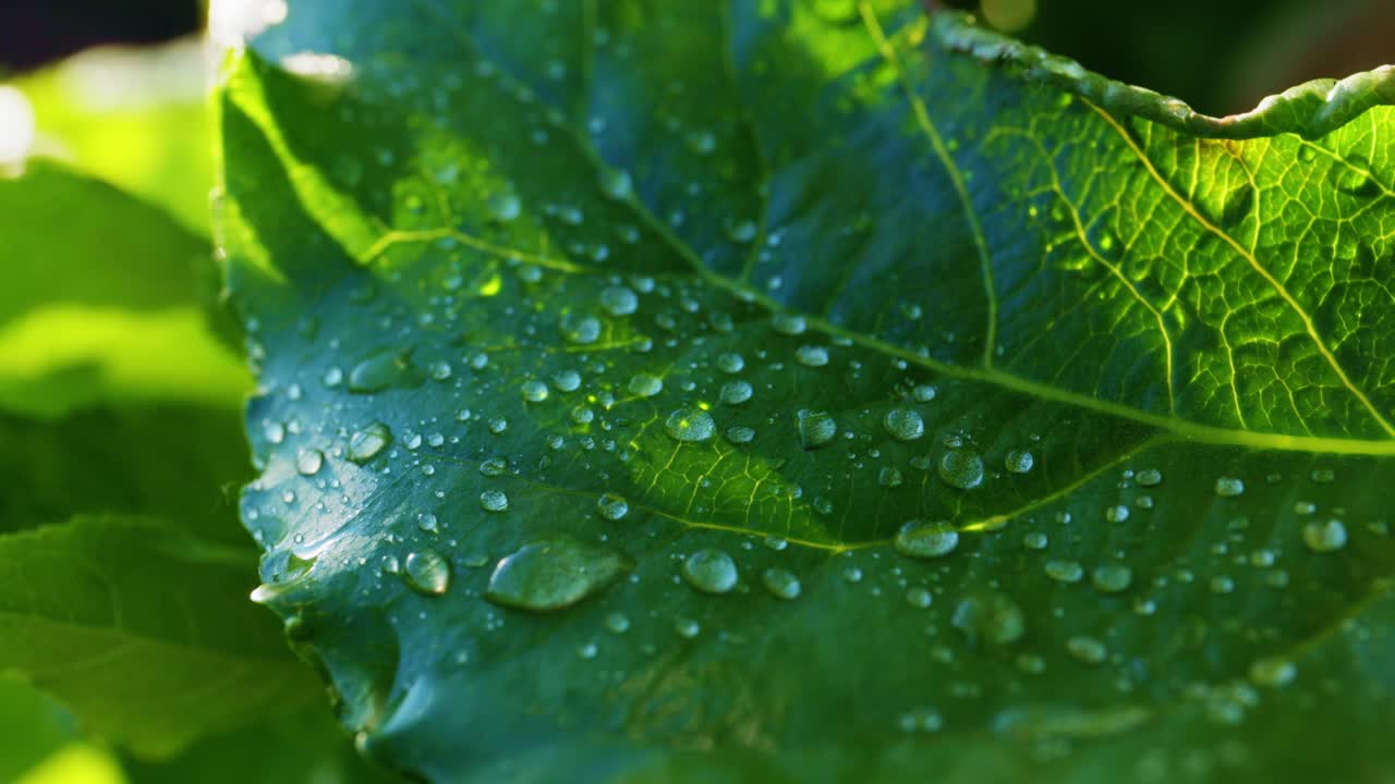 gotas de rocío en una hoja verde