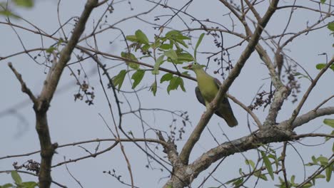 Afrikanische-Grüne-Taube-Im-Baum