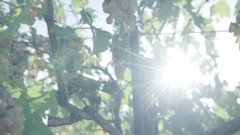 sun shining through grapevines in the countryside - close up