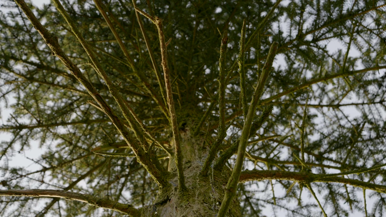 Una vista dal basso della chioma di un albero di conifera, con rami verdi coperti di muschio e ramoscelli secchi.