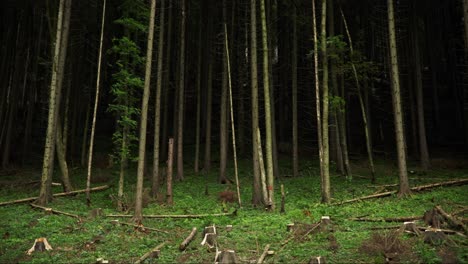 Bottom-view-of-thin-pine-tree-forest-with-cut-stumps-in-front-with-grassy-understory