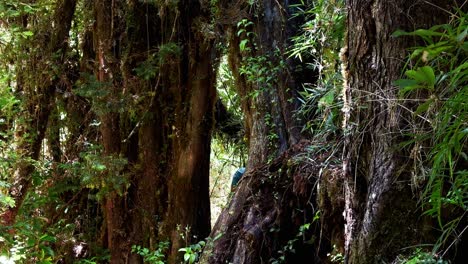 Lonely-young-man-walking-among-myrtle-trees-in-Tepuhueico-Park-in-Chiloé,-Chile