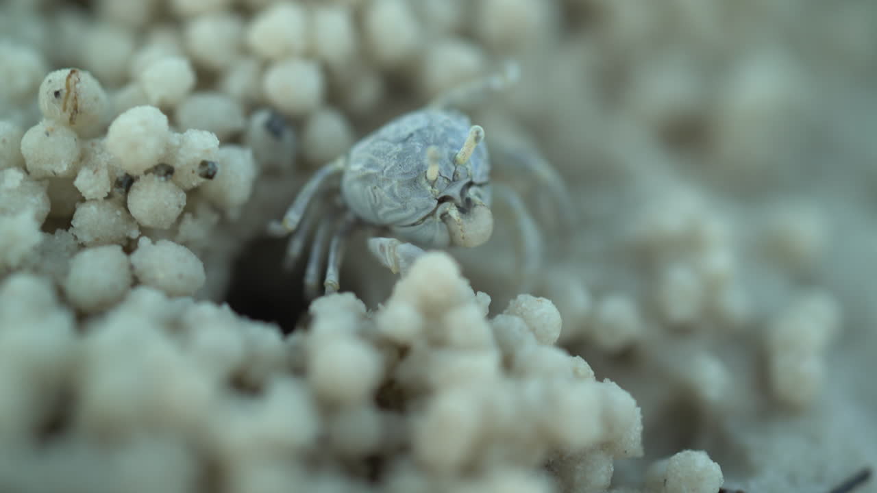 Small crab near hole in sand