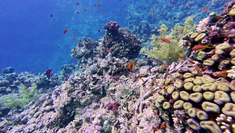 Pez-Dorado-De-Mar-A-Lo-Largo-De-Un-Arrecife-De-Coral-Submarino