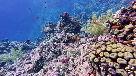pez dorado de mar a lo largo de un arrecife de coral submarino