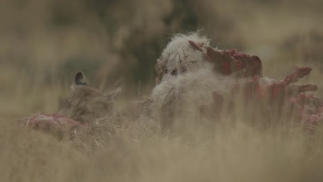 puma tripulando sobre comida en patagonia