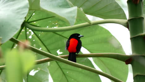 el tanager vívido de passerini contra un telón de fondo verde.