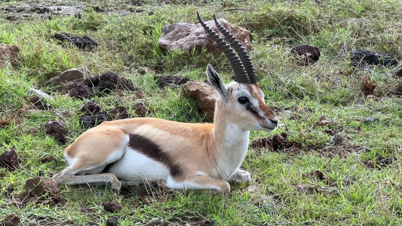 Thomson's gazelle in Ngorongoro crater. Tanzania.