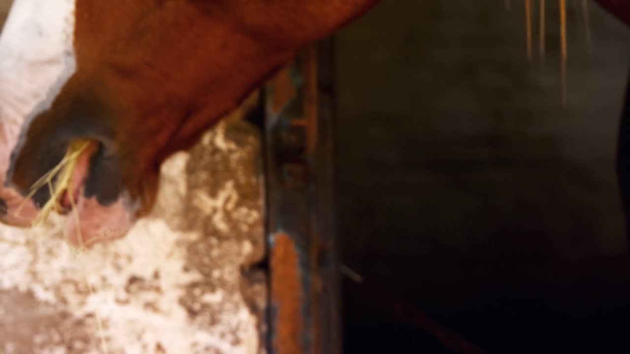Primo piano di un cavallo al pascolo 4k