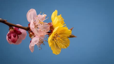 pink and yellow blossoms on a branch against a blue sky