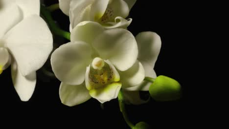 orquídeas blancas elegantes con flores en ciernes exhibidas contra un fondo oscuro en un entorno tranquilo