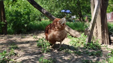 muchos pollos rojos en un día de verano en el pueblo