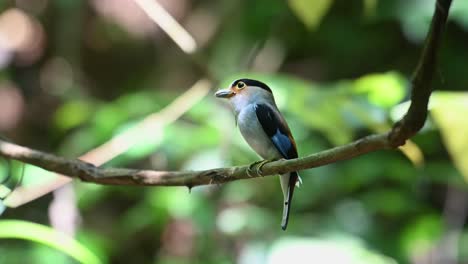 looking over to its right shoulder with food in the mouth while perched on a vine, silver-breasted broadbill, serilophus lunatus, kaeng krachan national park, thailand