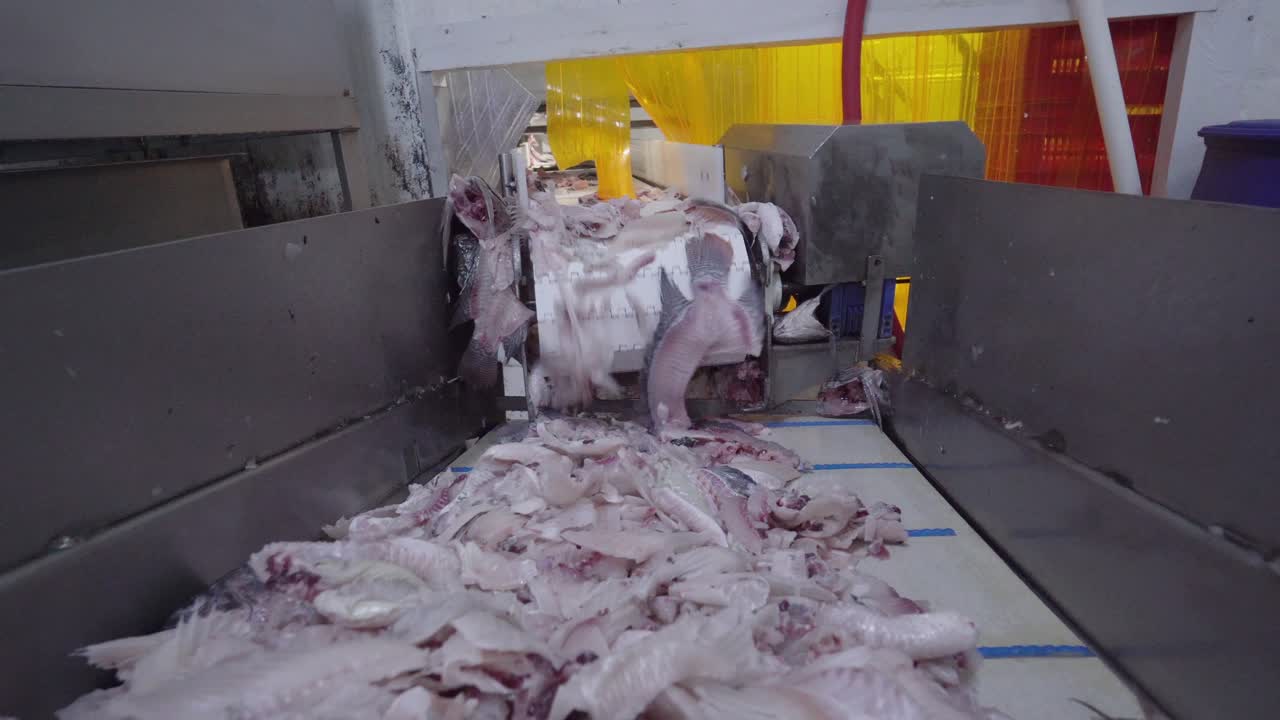 industria della pesca: il nastro trasportatore di un sistema di trasformazione dei filetti di pesce, pieno di preziose parti di frutti di mare