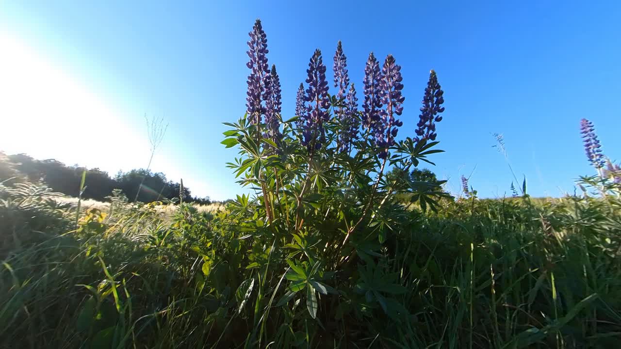 Tall Violet Lupine Bluebonnet&nbsp;Flowers Next To Agriculture Field Illuminated By Sunrise