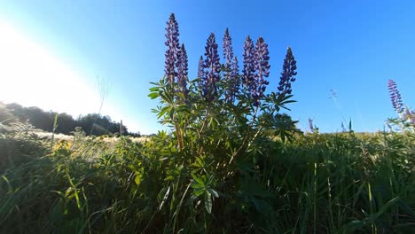 tall violet lupine bluebonnet flowers next to agriculture field illuminated by sunrise