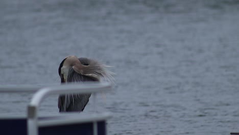 Gran-Garza-Azul-Cerca-Del-Lago-Martin-Alabama