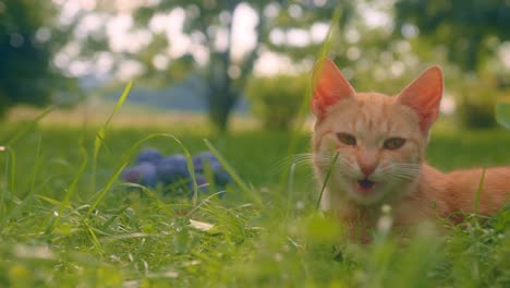 close-up of an orange-colored cat resting quietly on the lawn with several plums next to it