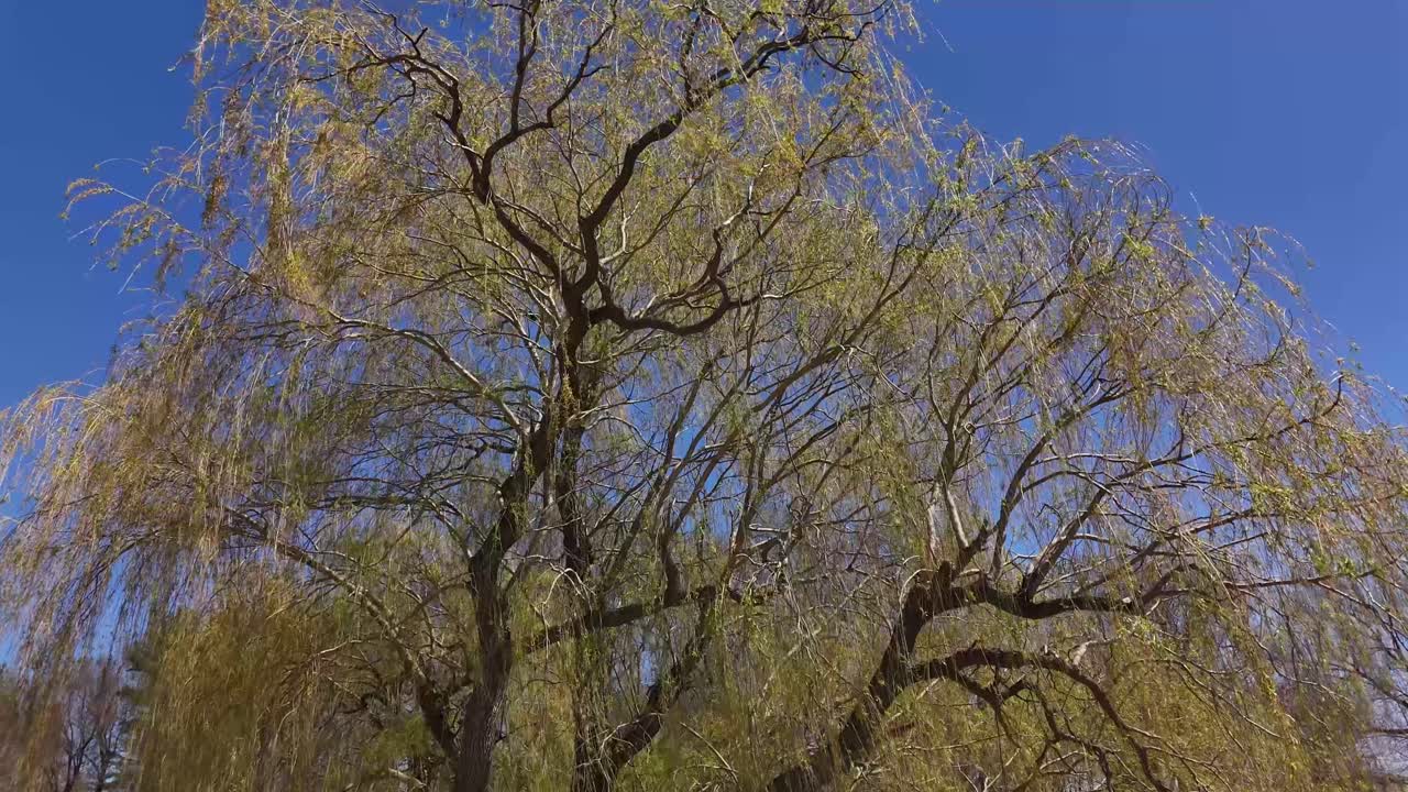 Drone shot of large willow tree swaying in the wind in public park