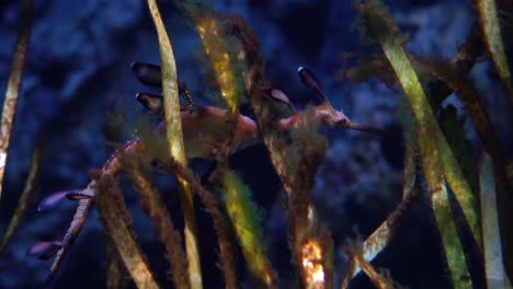 common seadragon or weedy seadragon (phyllopteryx taeniolatus) is a marine fish related to the seahorse.